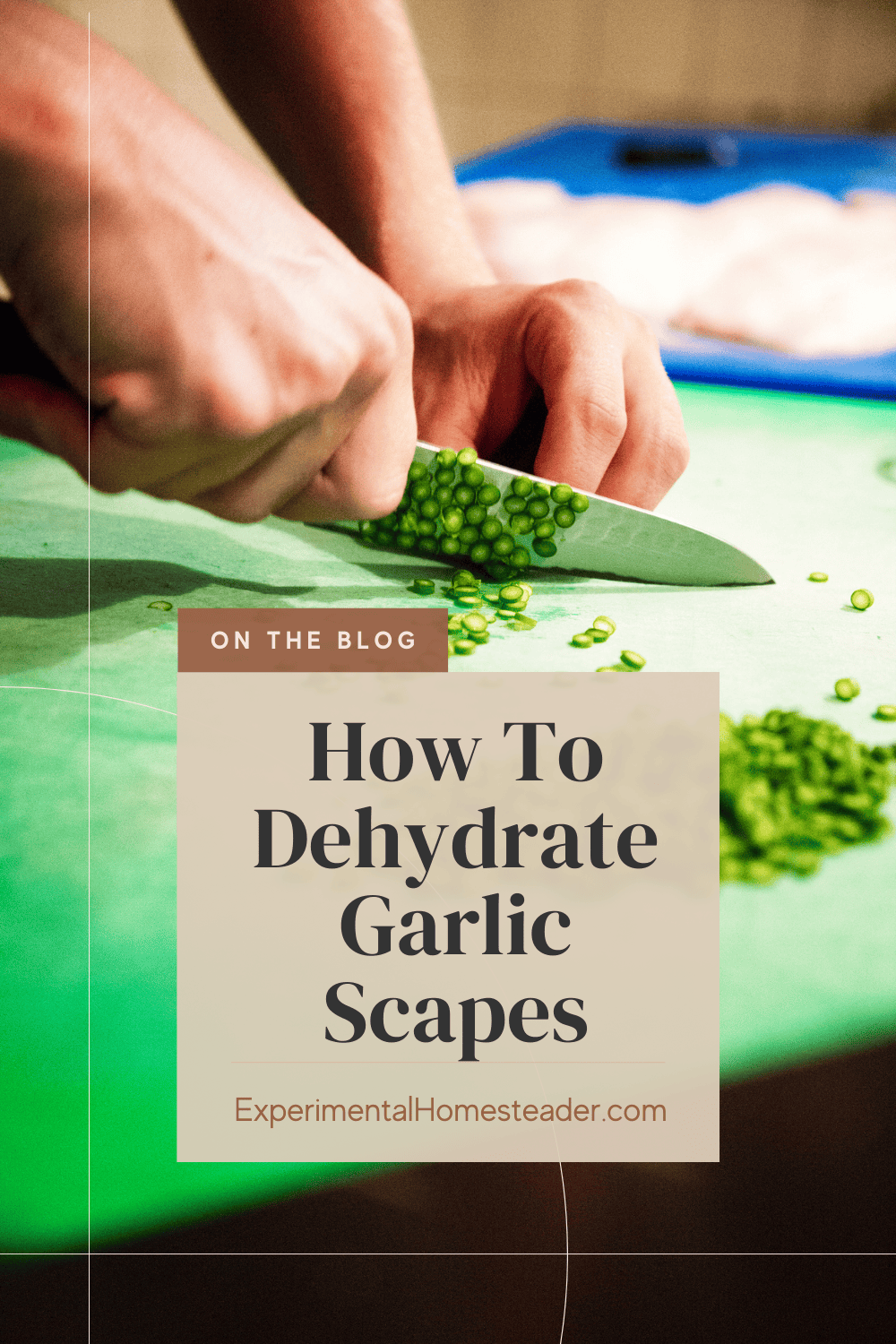 How To Dehydrate Garlic Scapes Experimental Homesteader