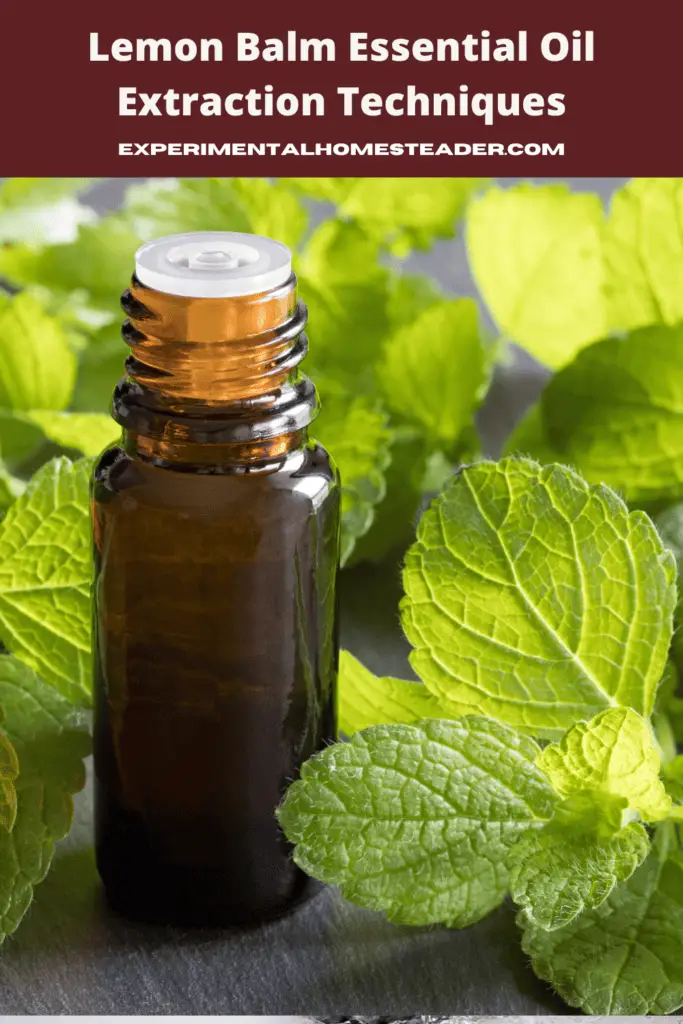 Lemon Balm Essential Oil Extraction Techniques Experimental Homesteader