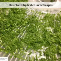 How To Dehydrate Garlic Scapes