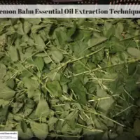 Lemon Balm Essential Oil Extraction Techniques