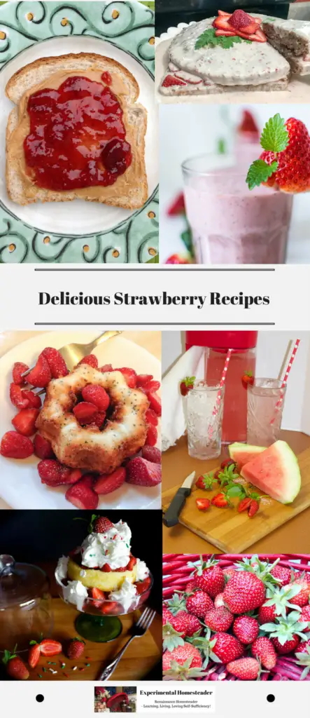 Delicious Strawberry Recipes - Experimental Homesteader