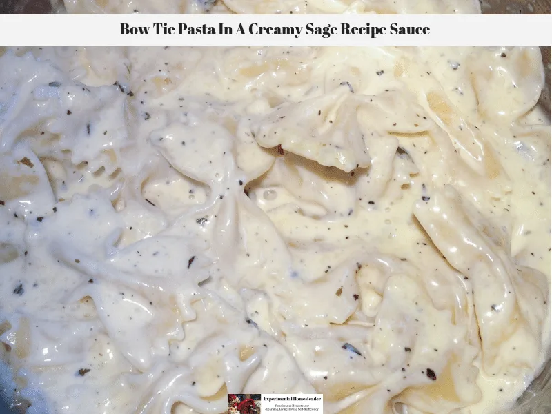 Bow tie pasta in a creamy sage sauce.