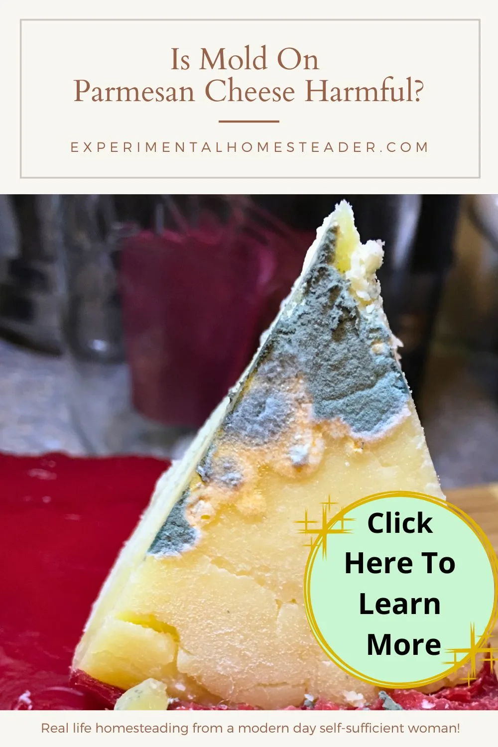 A detailed view of the mold growth on the wax-covered rind of a homemade Parmesan cheese wheel.