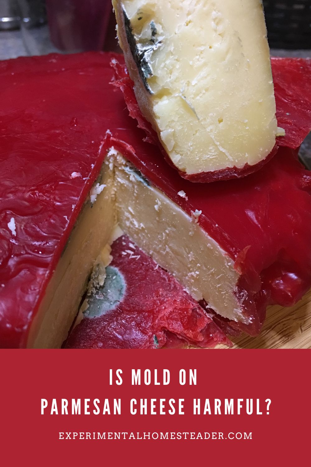 A homemade Parmesan cheese wheel covered in red wax with visible spots of mold on the wax coating.