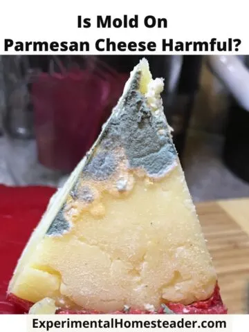 A close-up of a wedge cut out of a homemade Parmesan cheese wheel, showing surface mold on the exposed cheese.