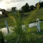 A palm tree sitting in flooded grass after a hurricane went through the area.
