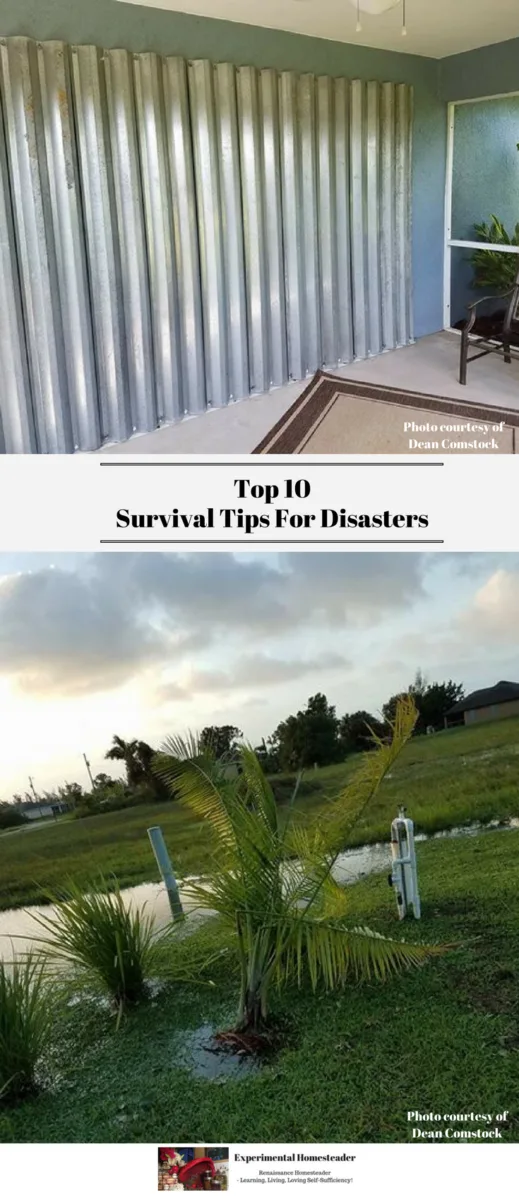 The top photo is a metal storm shutter panels closed. The view is from inside the room. The bottom photo is a palm tree sitting in flooded grass after a hurricane went through the area.