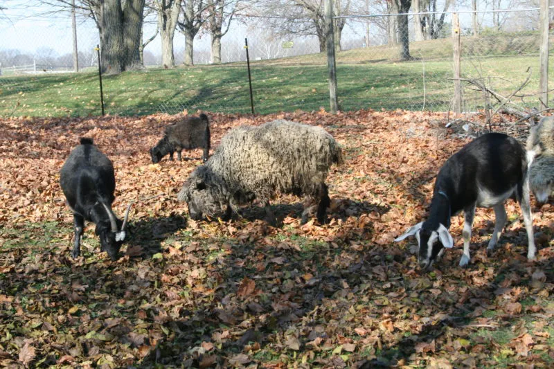 Goats and Leicester Longwool Sheep grazing on my homestead.