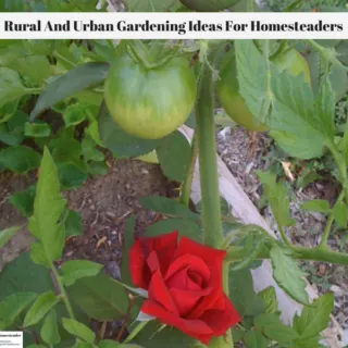 A red rose in bloom growing next to a tomato plant.