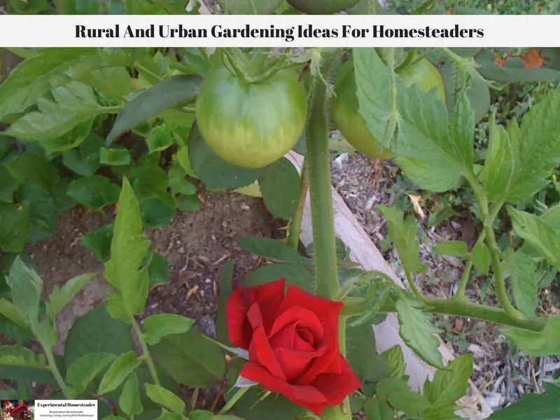 A red rose in bloom growing next to a tomato plant.