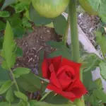 A red rose in bloom growing next to a tomato plant.