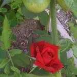 A red rose in bloom growing next to a tomato plant.