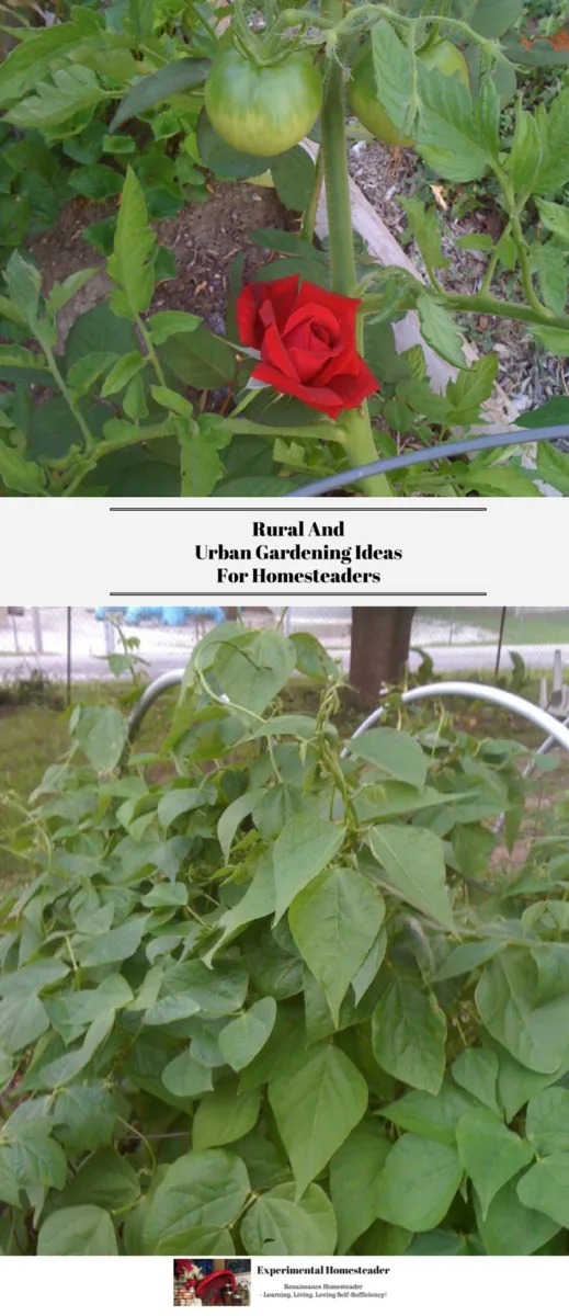 A red rose in bloom growing next to a tomato plant. The bottom photo shows green beans climbing over a PVC cold frame.
