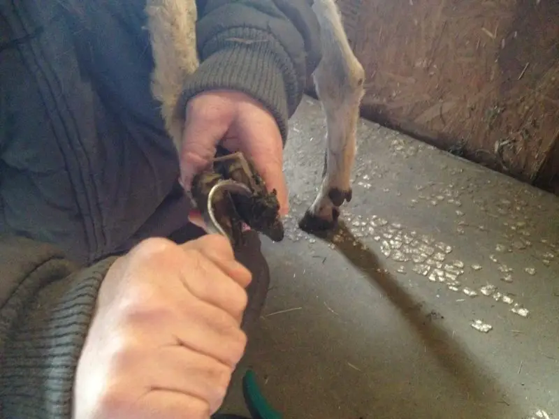 A goat having its hooves cleaned using a hoof pick.