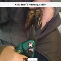 Goat Hoof Trimming Guide