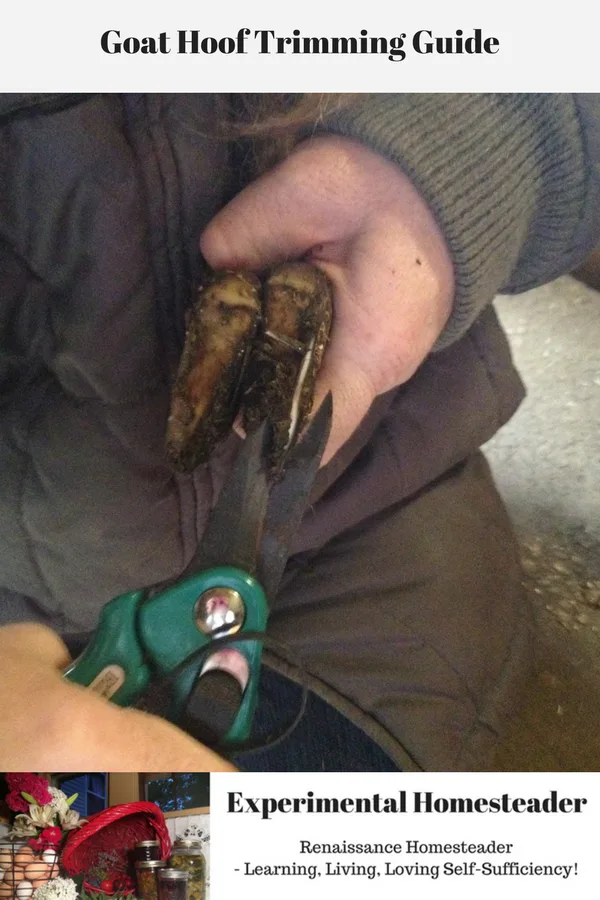 A goat having its hooves trimmed.