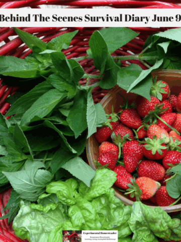 Strawberries, lettuce and herbs in a red basket.