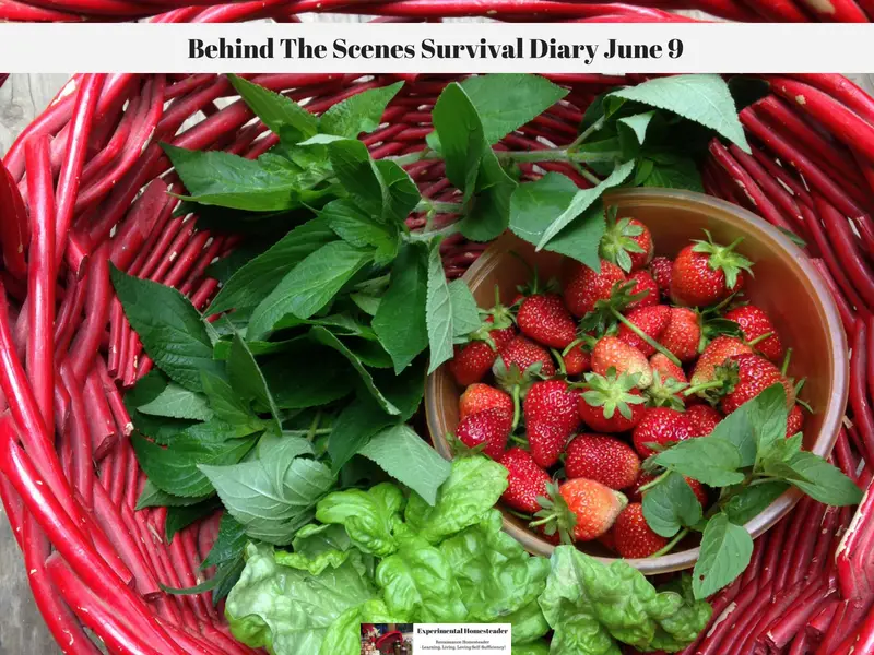 Strawberries, lettuce and herbs in a red basket.