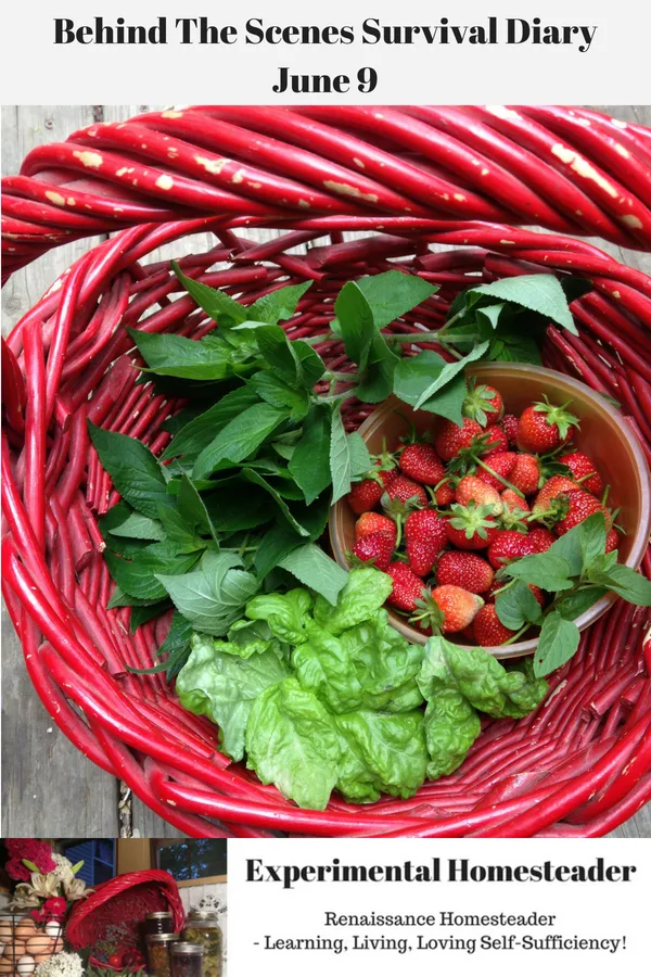 Strawberries, lettuce and herbs in a red basket.