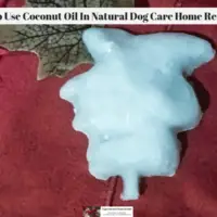 How To Use Coconut Oil In Natural Dog Care Home Remedies