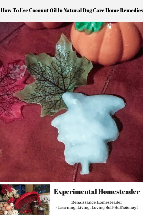 A witch shaped frozen coconut oil doggie popsicle surrounded by leaves and a pumpkin.