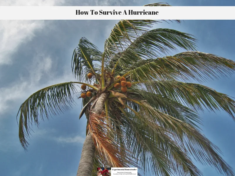 A palm tree being blown by the wind of a hurricane.