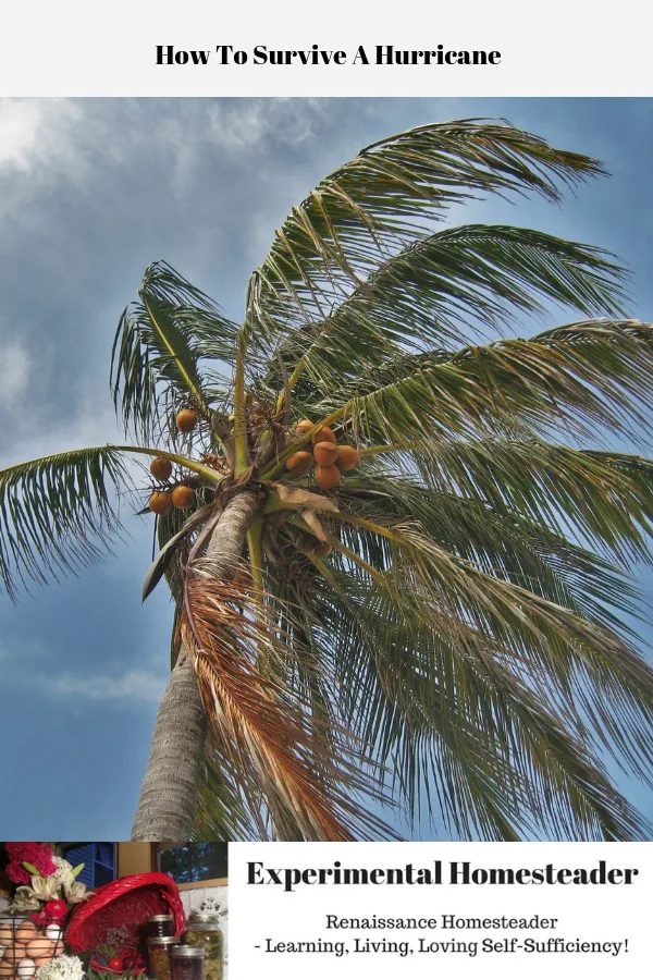 A palm tree being blown by the wind of a hurricane.