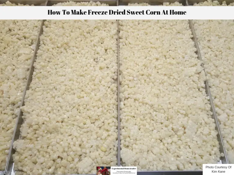 Fresh sweet corn on the freeze dryer trays.