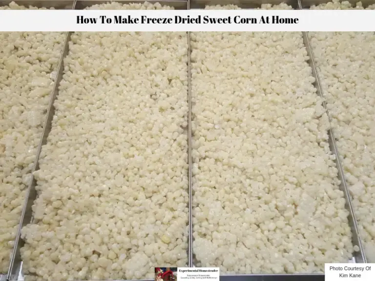 Fresh sweet corn on the freeze dryer trays.