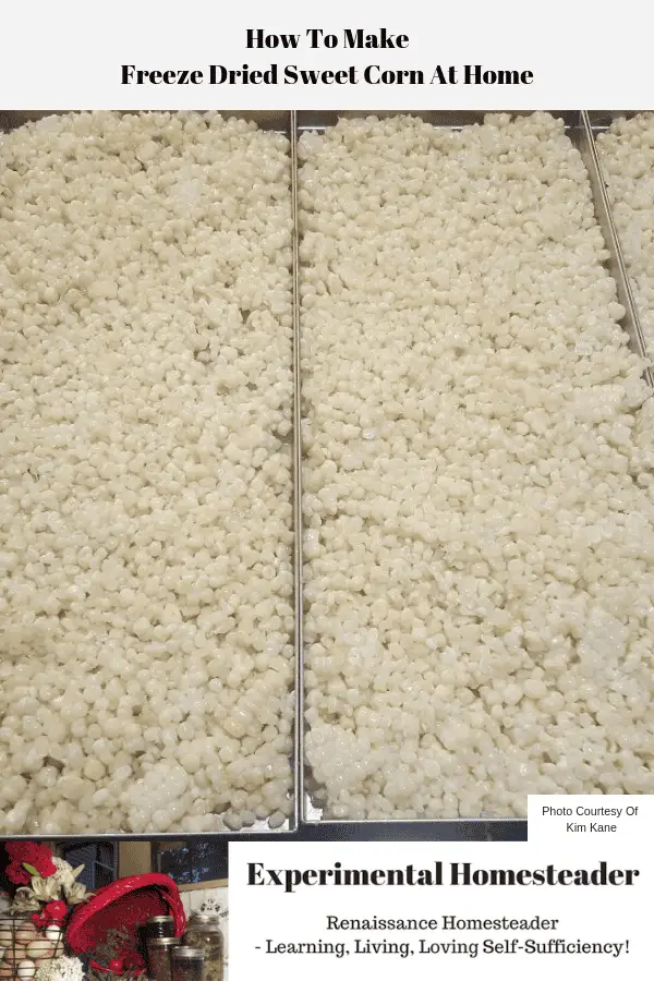 How To Make Freeze Dried Sweet Corn At Home Experimental Homesteader