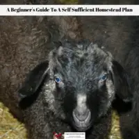 A Beginner's Guide To A Self Sufficient Homestead Plan