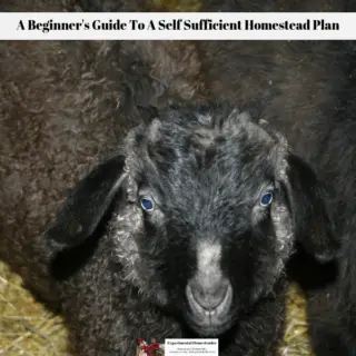 One of our baby goats with the mama right behind her.