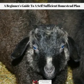 One of our baby goats with the mama right behind her.