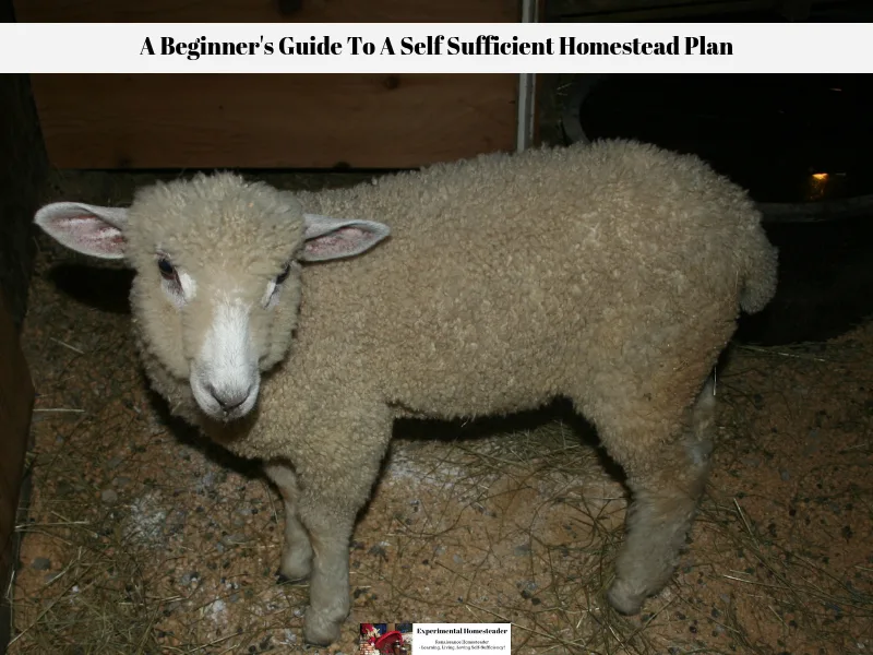 Johnny, our Leicester Longwool Sheep standing in his stall.