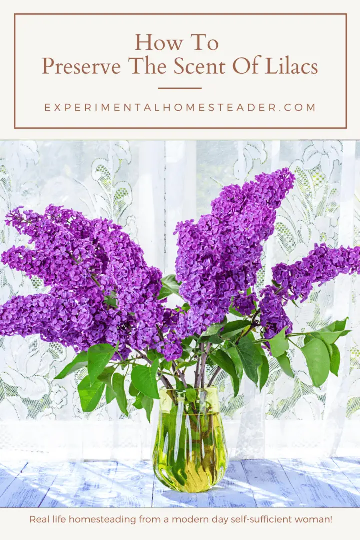 How To Preserve The Scent Of Lilacs Experimental Homesteader