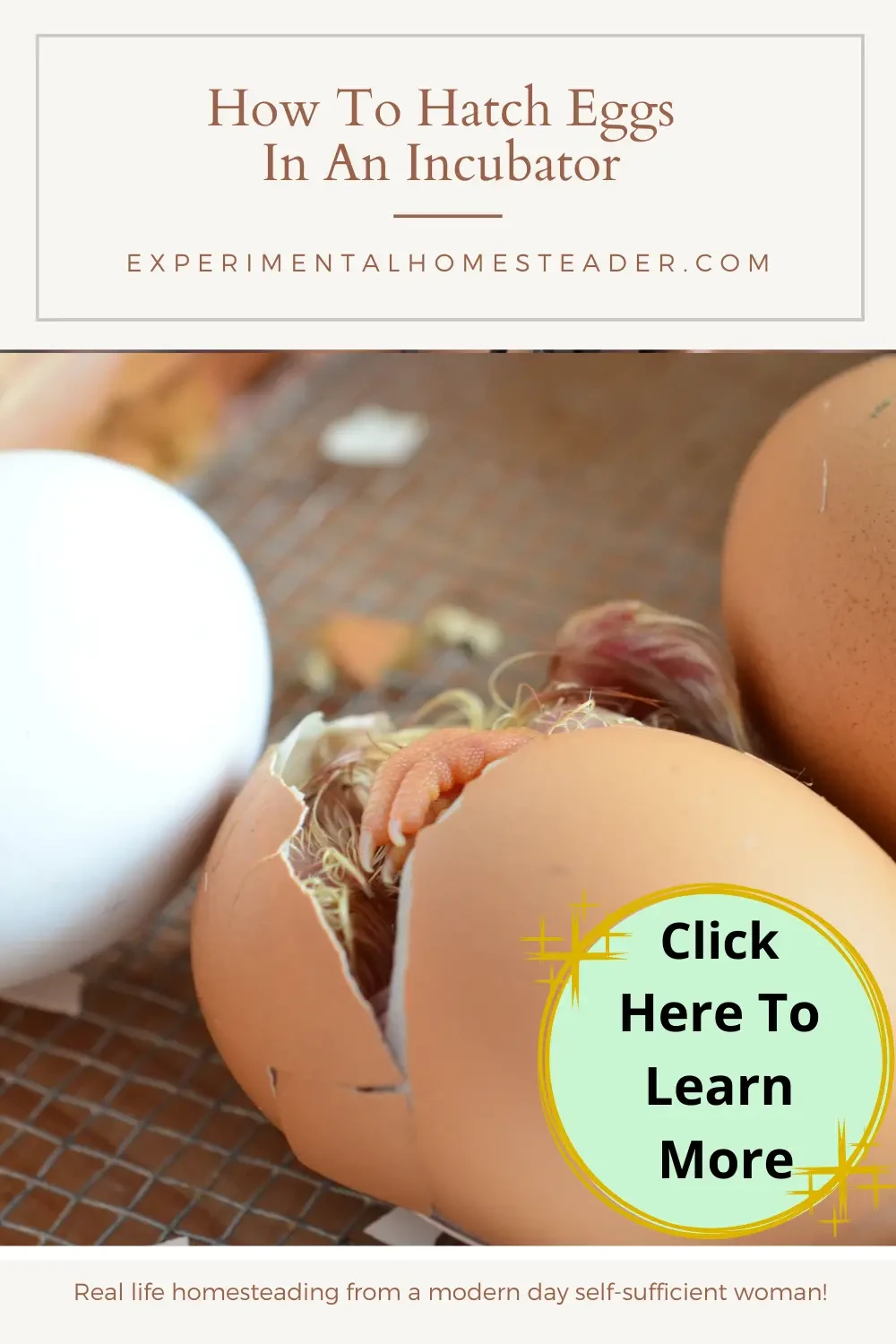 A newly hatched chick still partially inside an egg with other eggs laying close by.