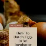 Newly hatched chicks and unhatched eggs in an incubator.