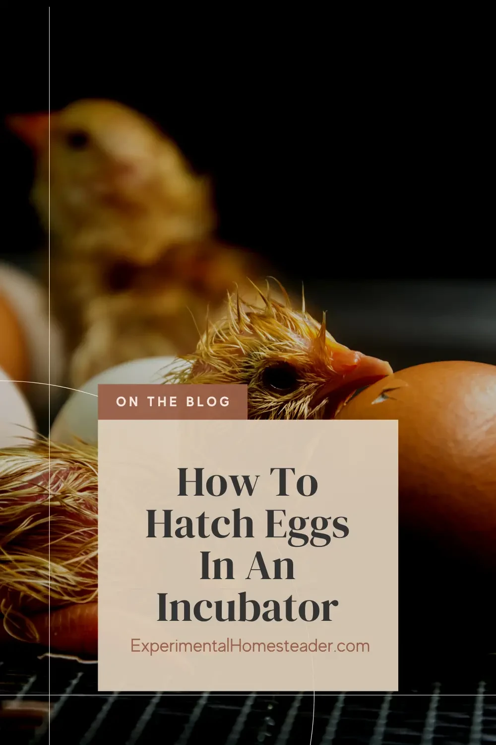 Newly hatched chicks and unhatched eggs in an incubator.