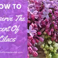 How To Extract The Amazing Scent Of Lilac Flowers