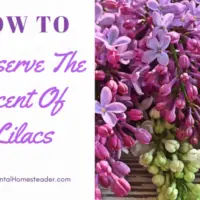 Lilac Absolute Of Essence