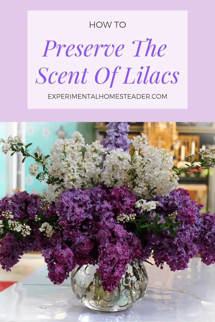 How To Preserve The Scent Of Lilacs - Experimental Homesteader