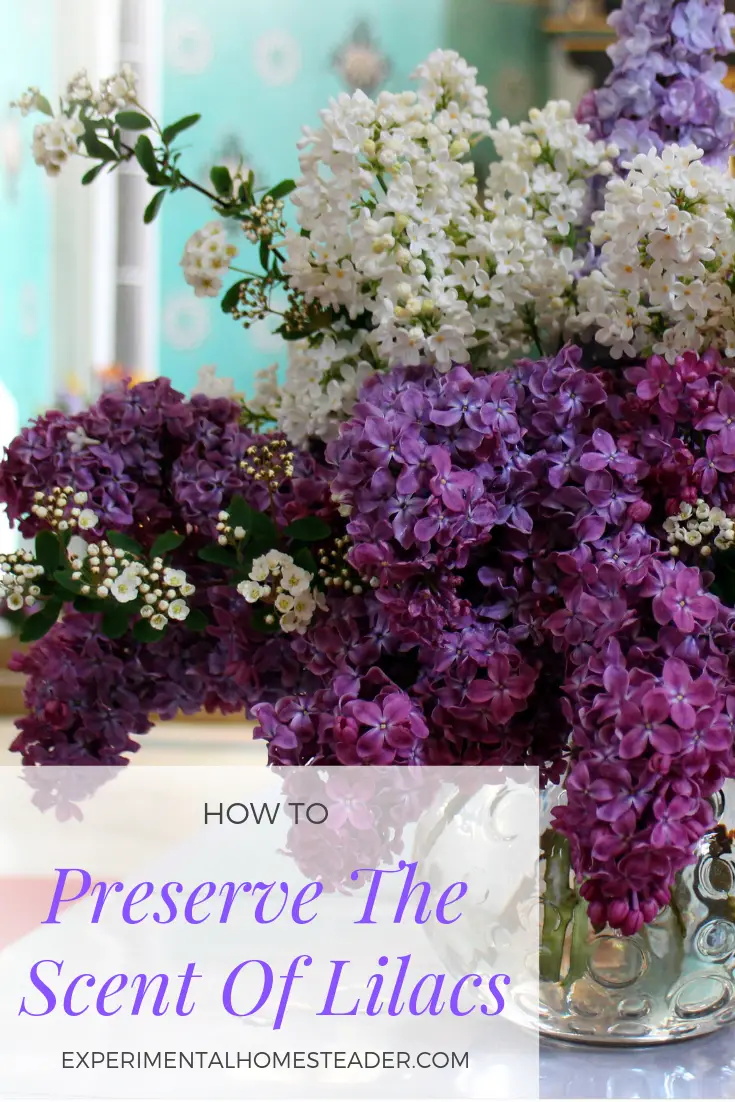 Various colored lilacs in a vase.