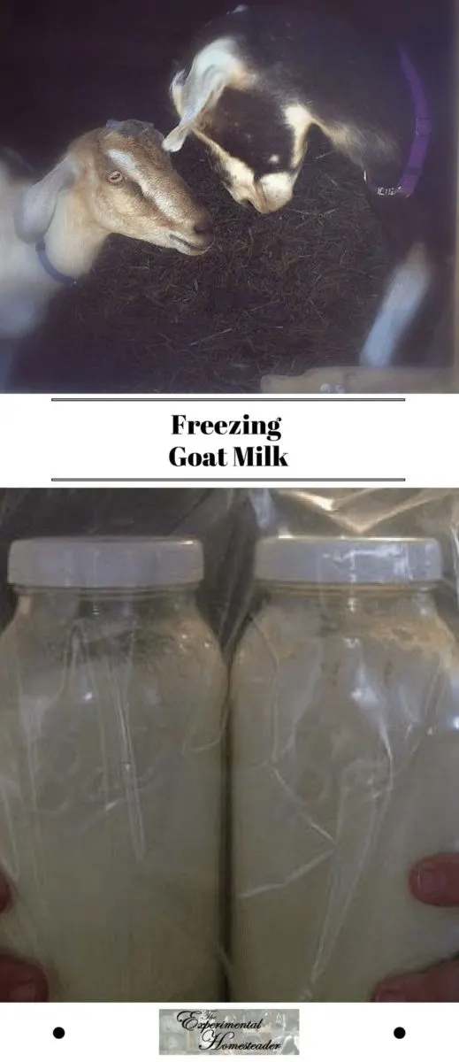 The top photos shows two female goats head butting. The bottom photo shows two half gallon canning jars of frozen goat milk inside a plastic freezer bag.