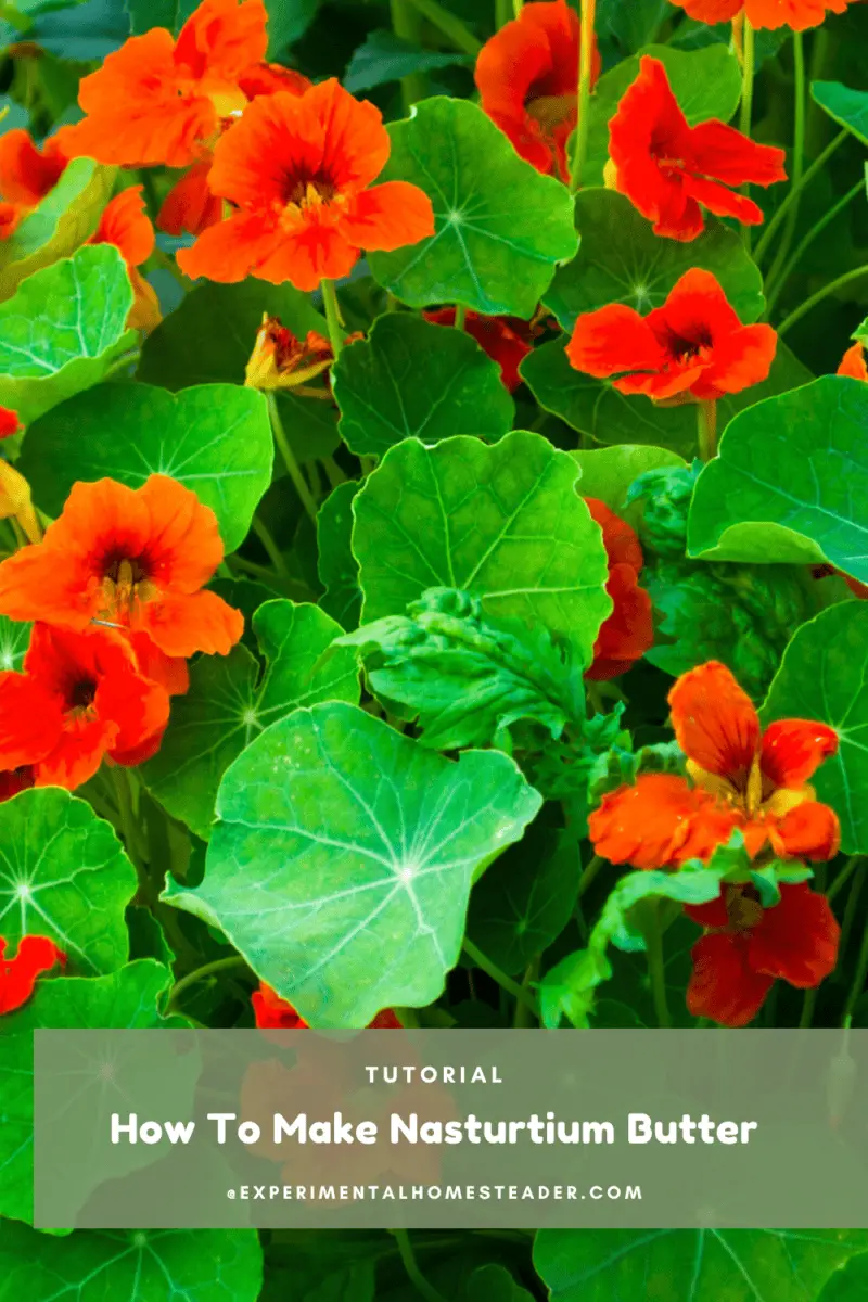 How To Make Nasturtium Butter Experimental Homesteader