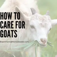 How To Care For Goats