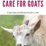 A goat eating grass.