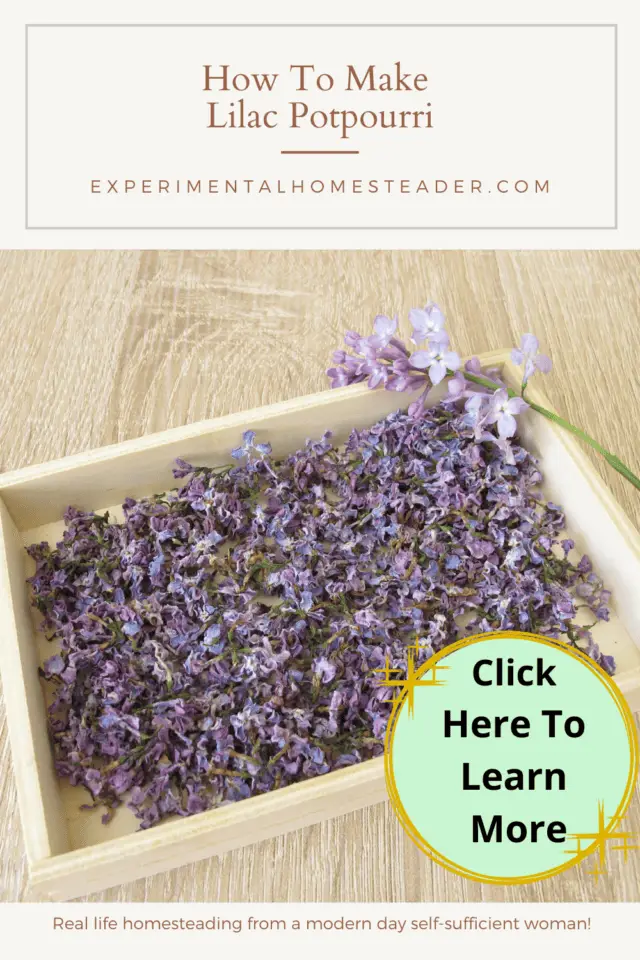 How To Make Lilac Potpourri Experimental Homesteader