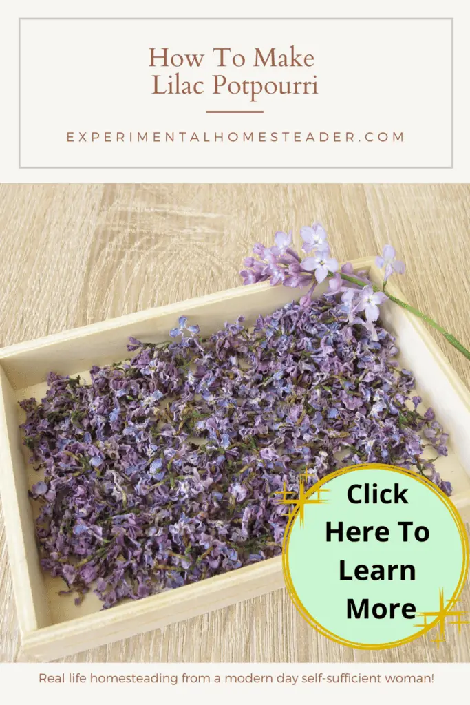 How To Make Lilac Potpourri Experimental Homesteader