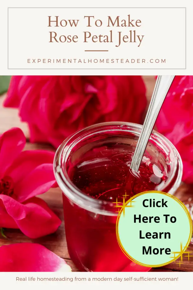 How To Make Rose Petal Jelly Experimental Homesteader