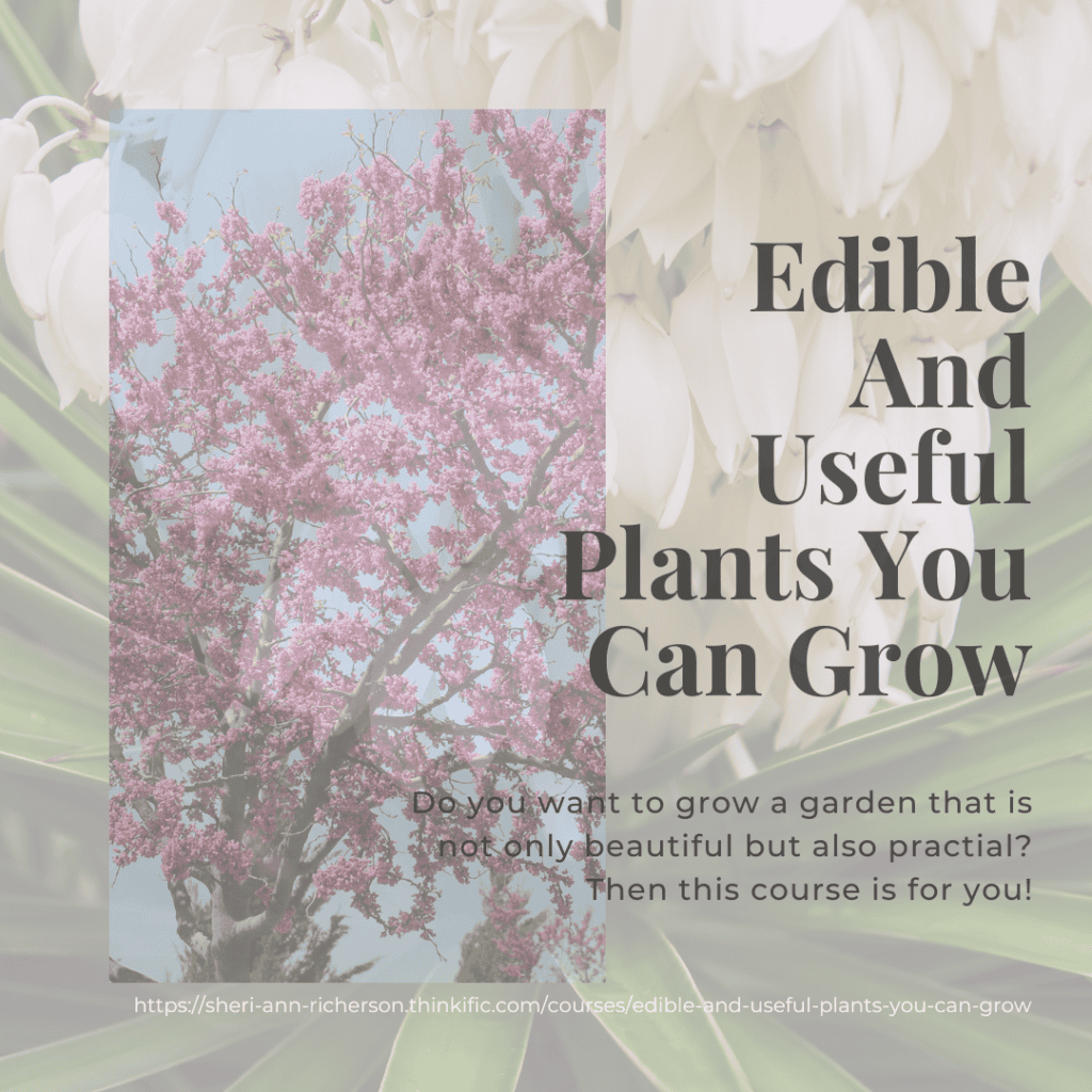 How To Make Lilac Potpourri Experimental Homesteader